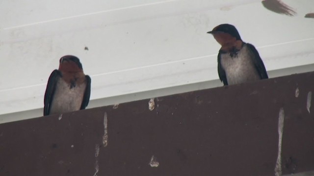 Golondrina Angoleña - ML231615181