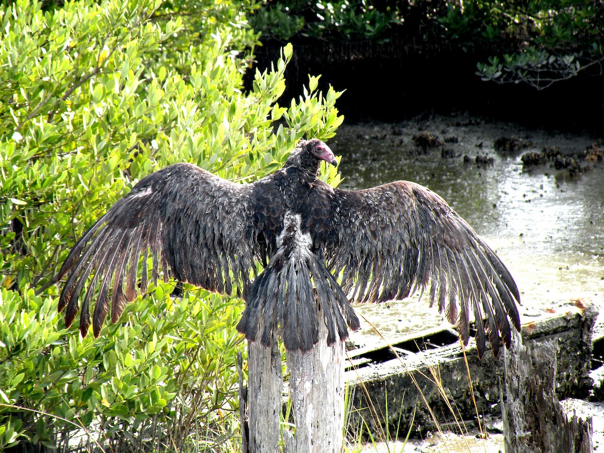 Turkey Vulture - ML231615411