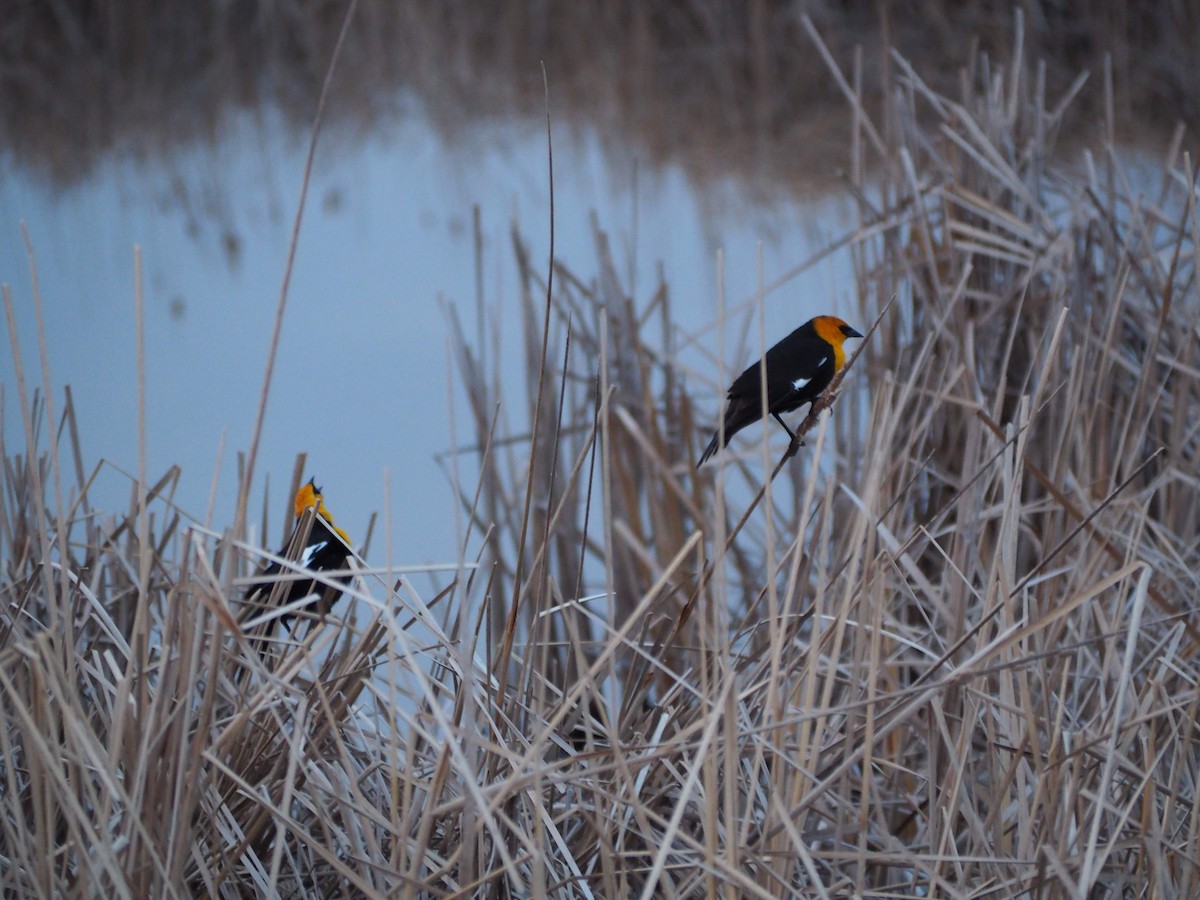 Yellow-headed Blackbird - ML231616251