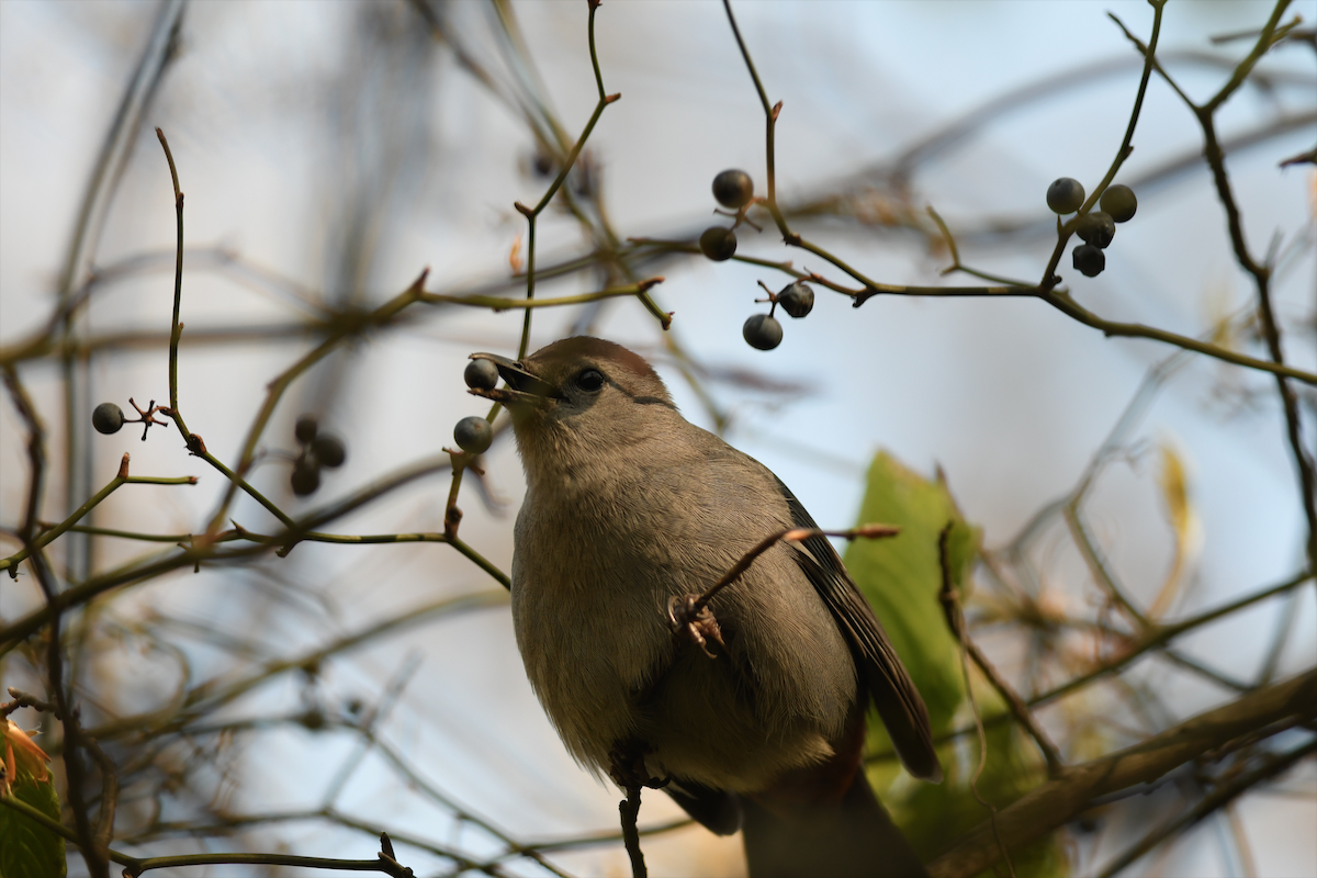 Gray Catbird - ML231617261