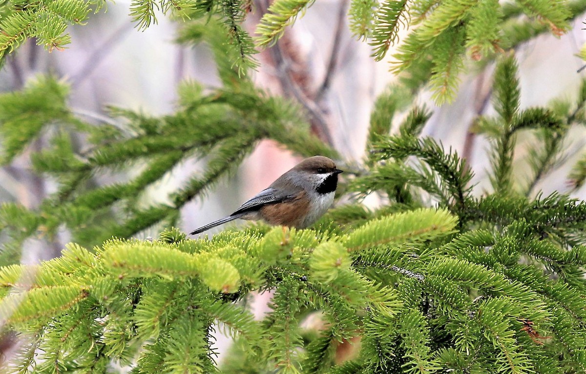 Boreal Chickadee - ML231619901