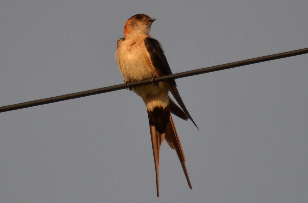 Red-rumped Swallow - Nuno Martins