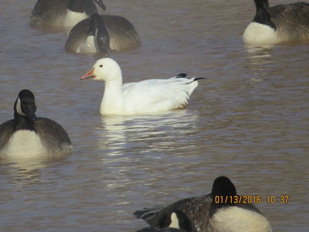 Snow Goose - ML23162041