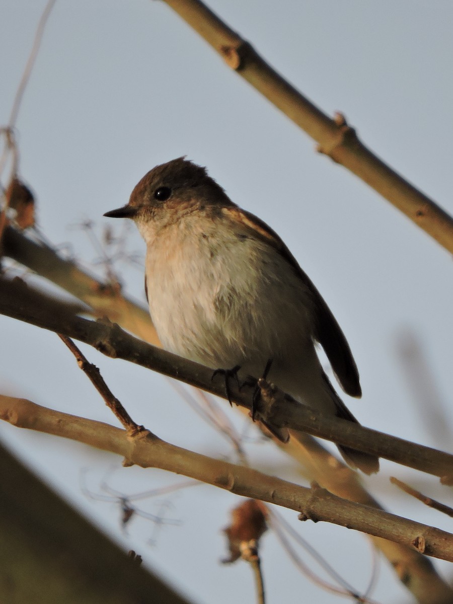 Taiga Flycatcher - ML23162141