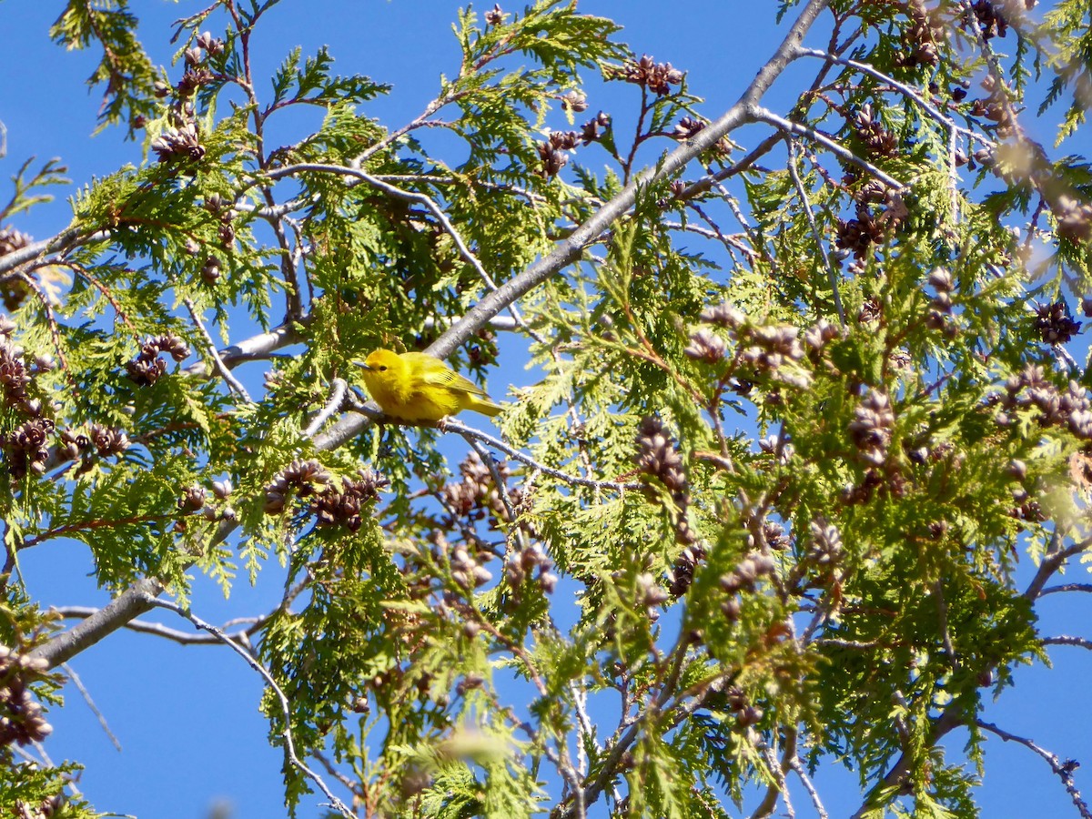 Paruline jaune - ML231622311