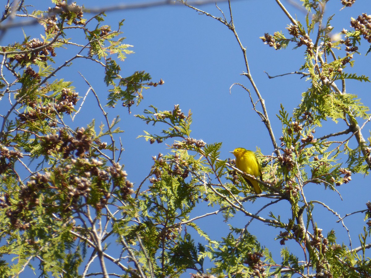 Yellow Warbler - ML231622551