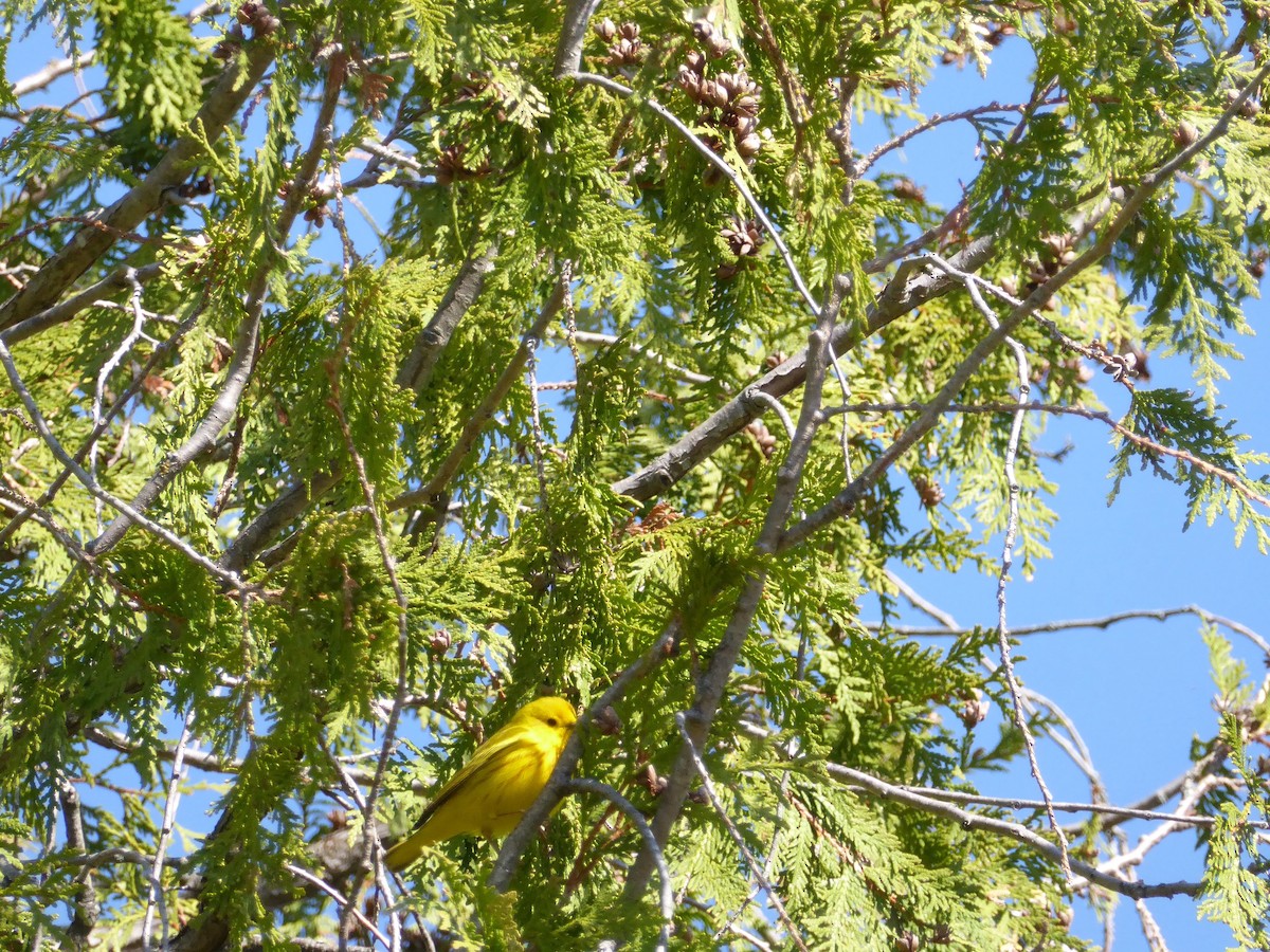 Yellow Warbler - ML231622641