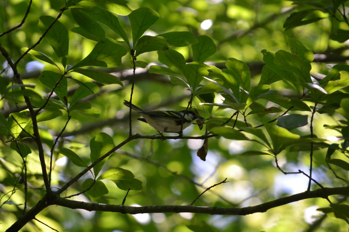 Chestnut-sided Warbler - Mike Bradham