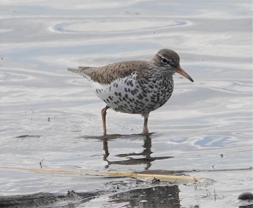 Spotted Sandpiper - ML231624651