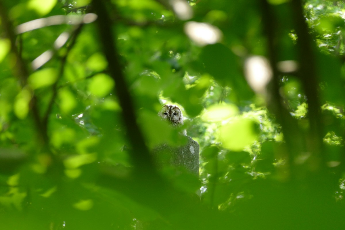 Tawny Owl - ML231624691