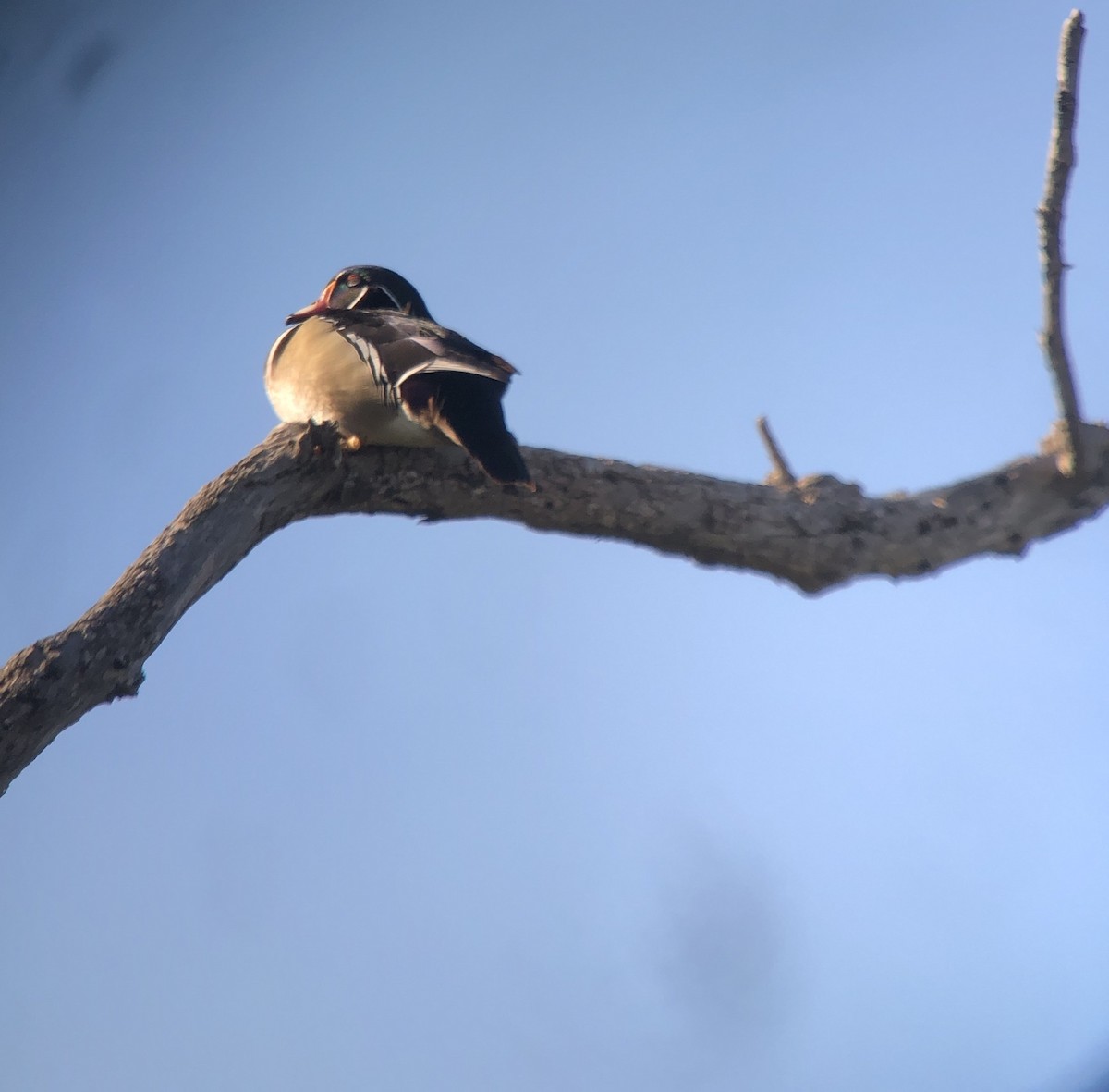 Wood Duck - Paula Theobald