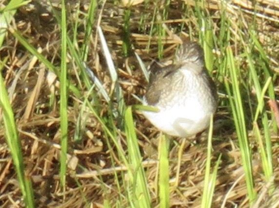 Solitary Sandpiper - ML231625561