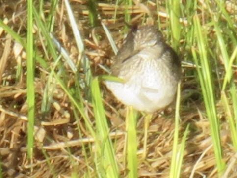 Solitary Sandpiper - ML231625571