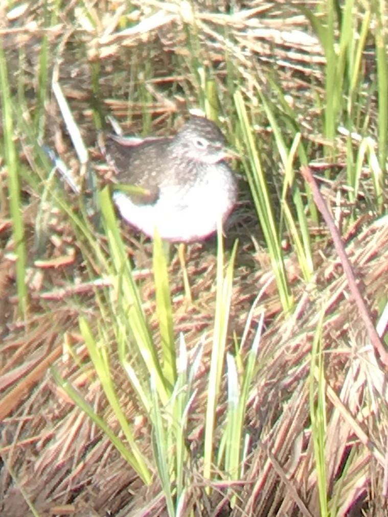 Solitary Sandpiper - ML231625581