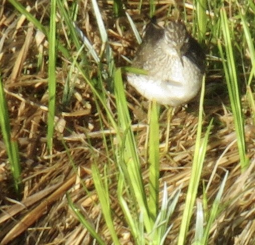 Solitary Sandpiper - ML231625611