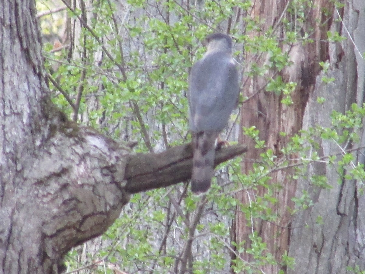 Cooper's Hawk - ML231625771