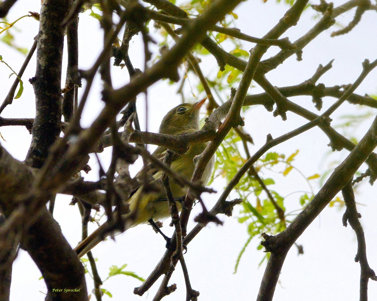 Small-billed Elaenia - ML231625891