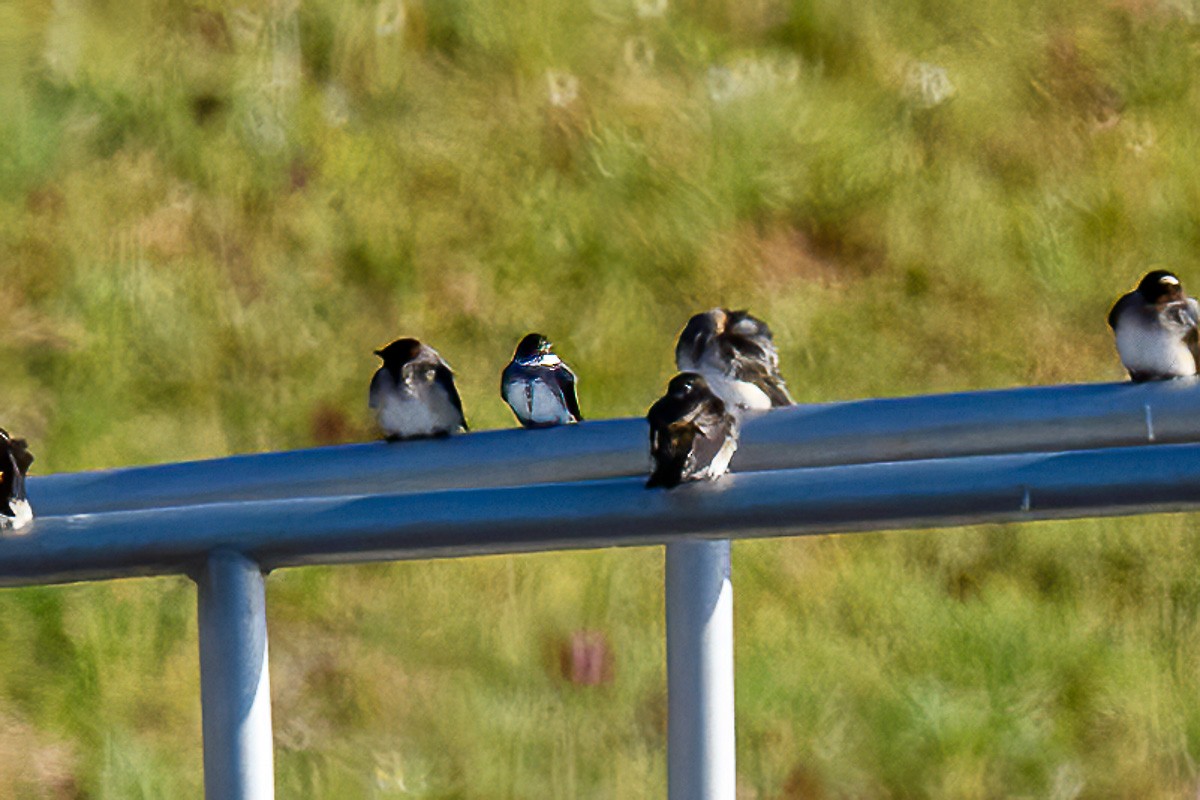 Bank Swallow - ML231626121