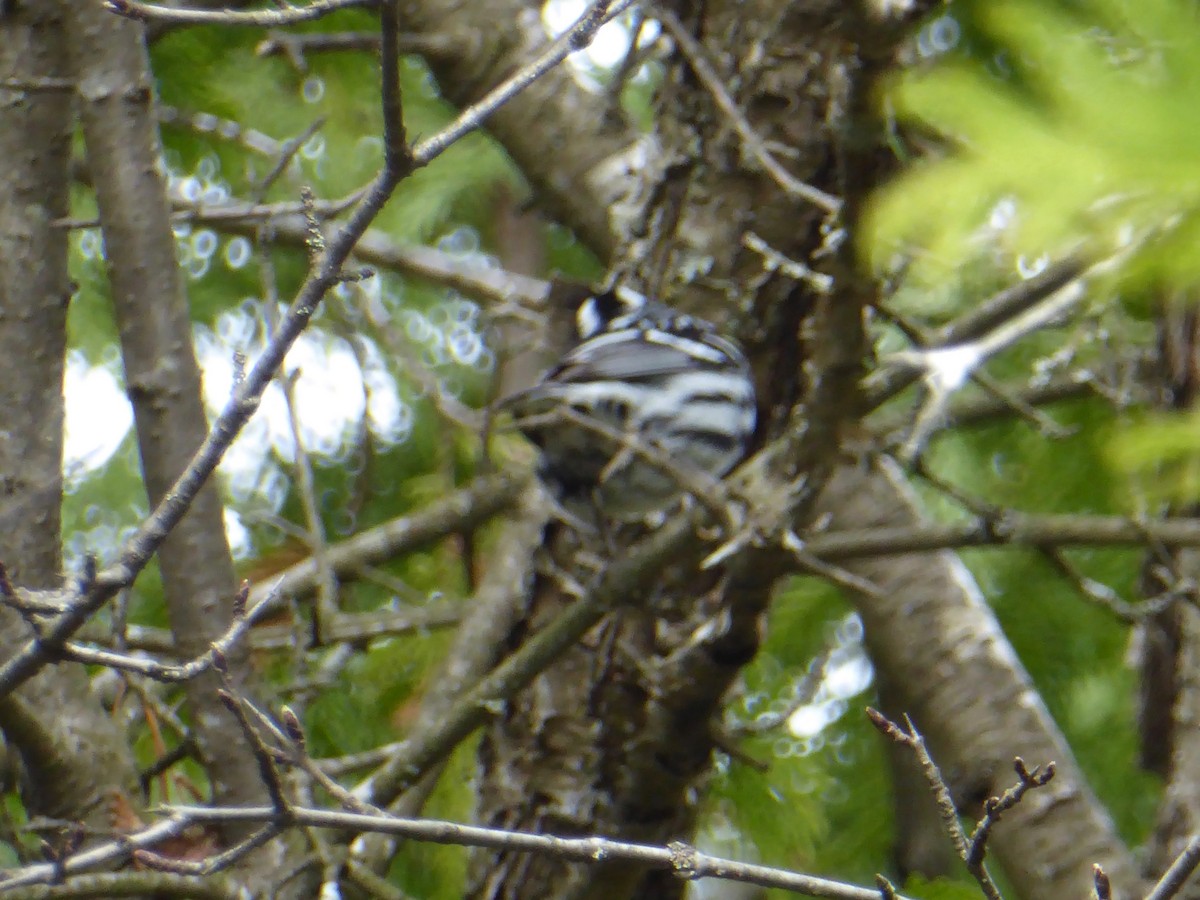 Paruline noir et blanc - ML231626321