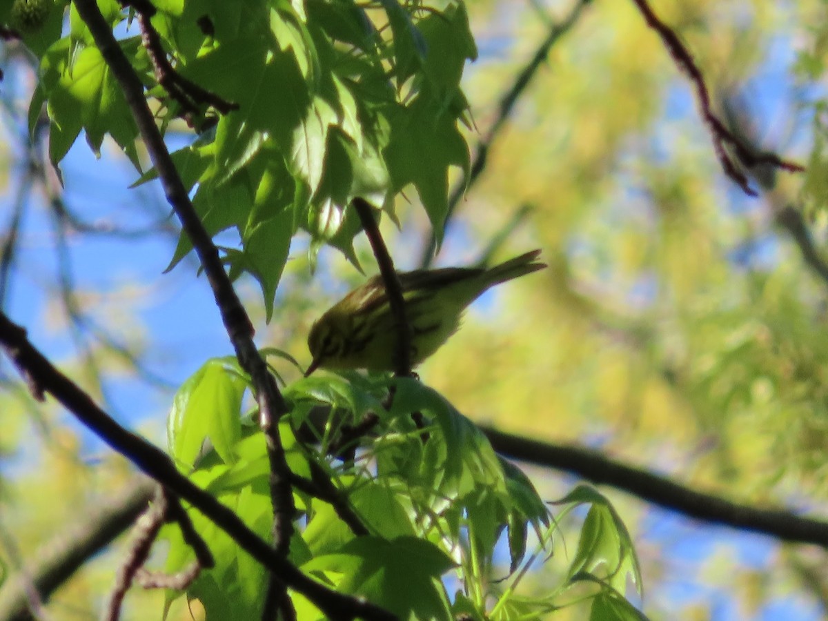 Prairie Warbler - April Pufahl