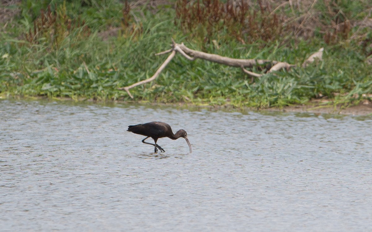 ibis hnědý - ML231627311