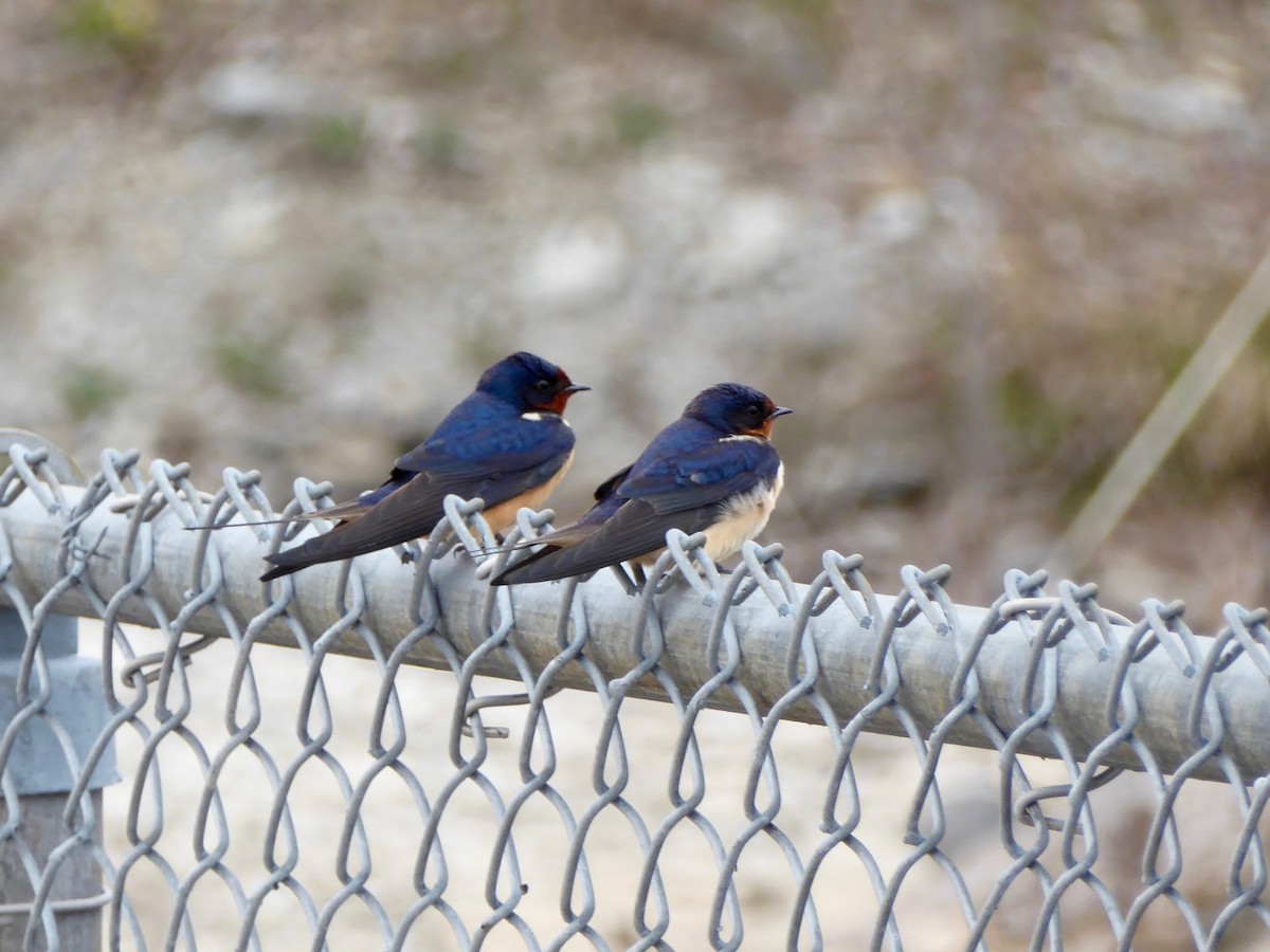 Golondrina Común - ML231629391