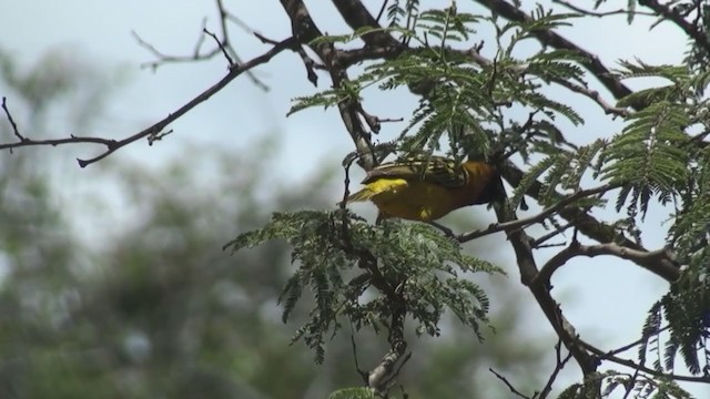 Baglafecht Weaver - ML231629741