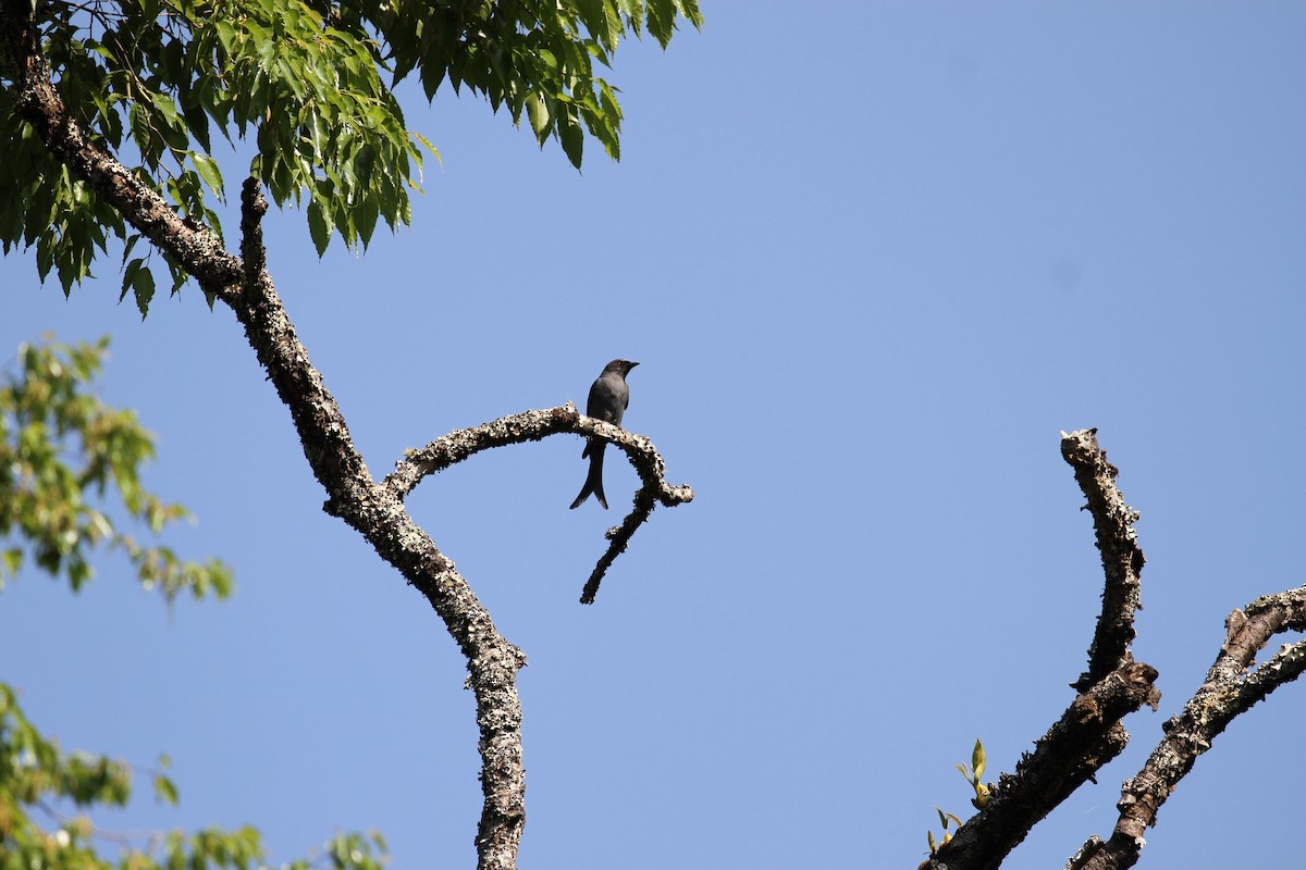 Graudrongo [leucophaeus-Gruppe] - ML231629751