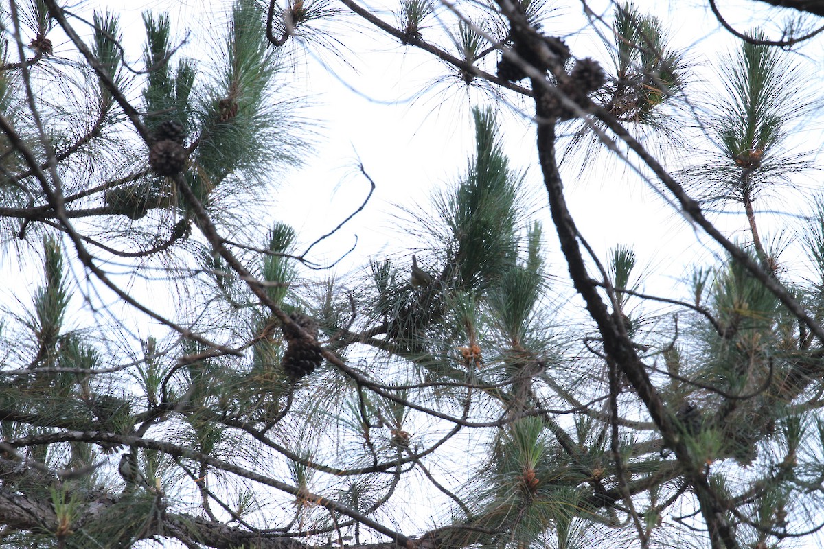 Buff-throated Warbler - ML231630751