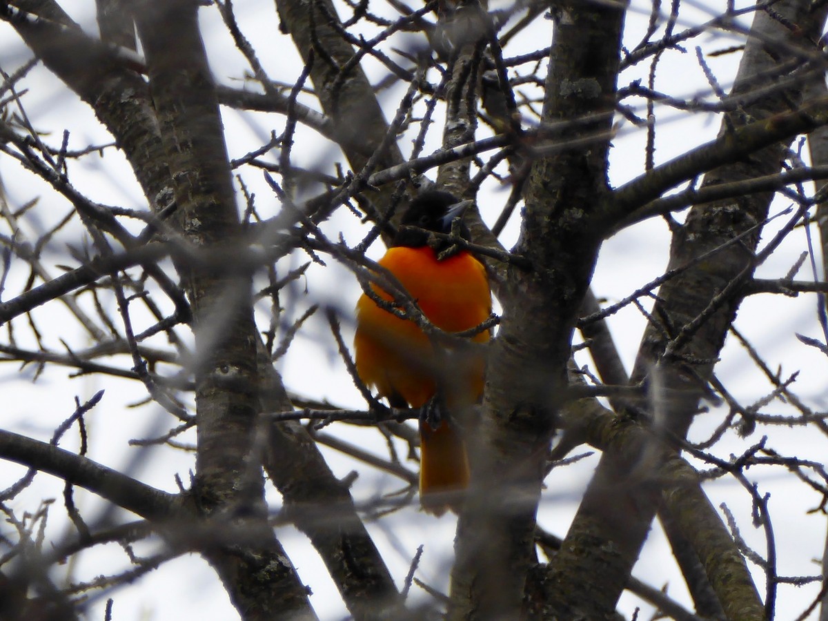 Oriole de Baltimore - ML231631271