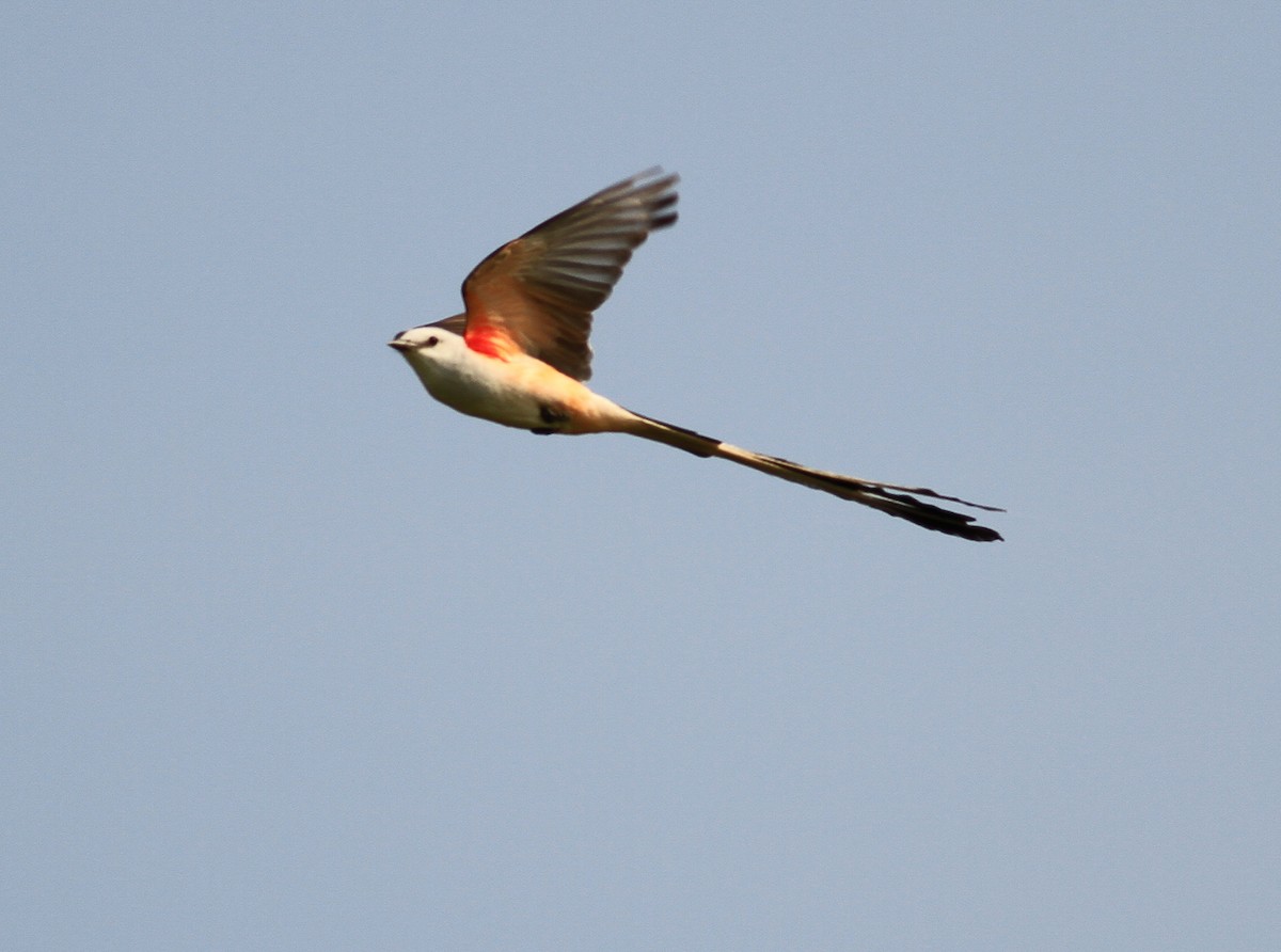 Scissor-tailed Flycatcher - Kees de Mooy