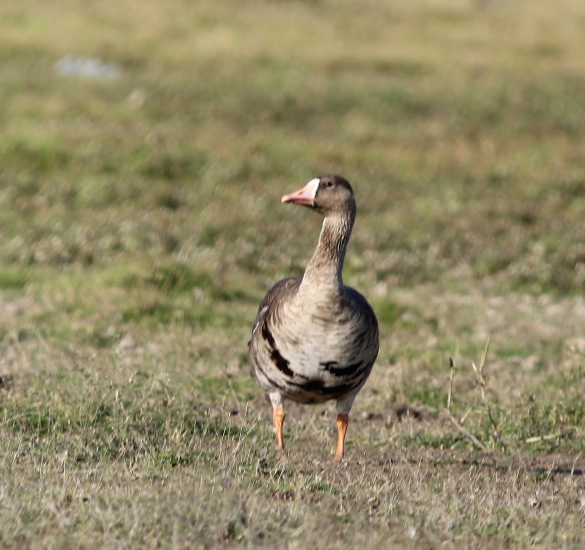 Greater White-fronted Goose - ML231632151