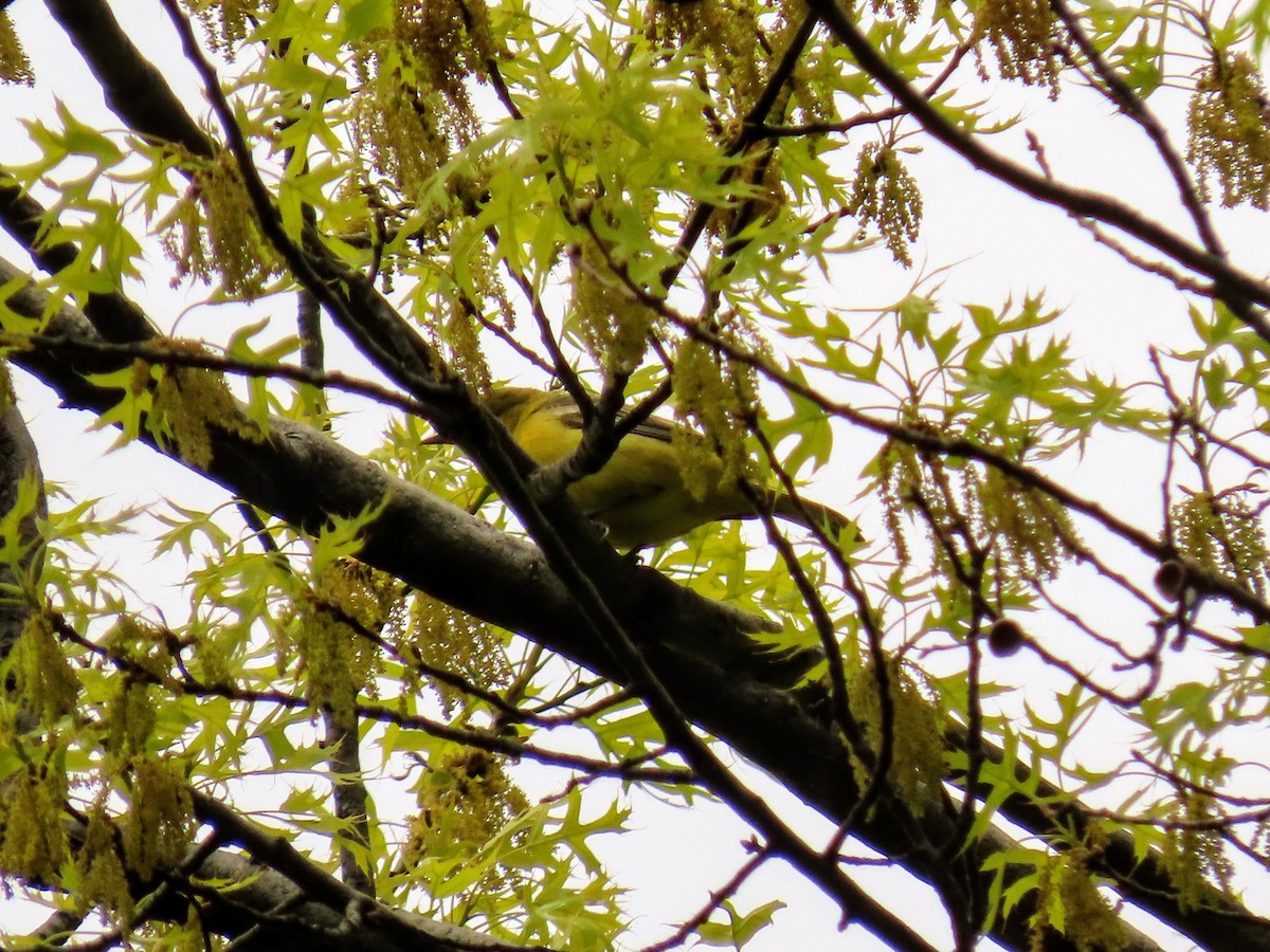 Orchard Oriole - ML231633031
