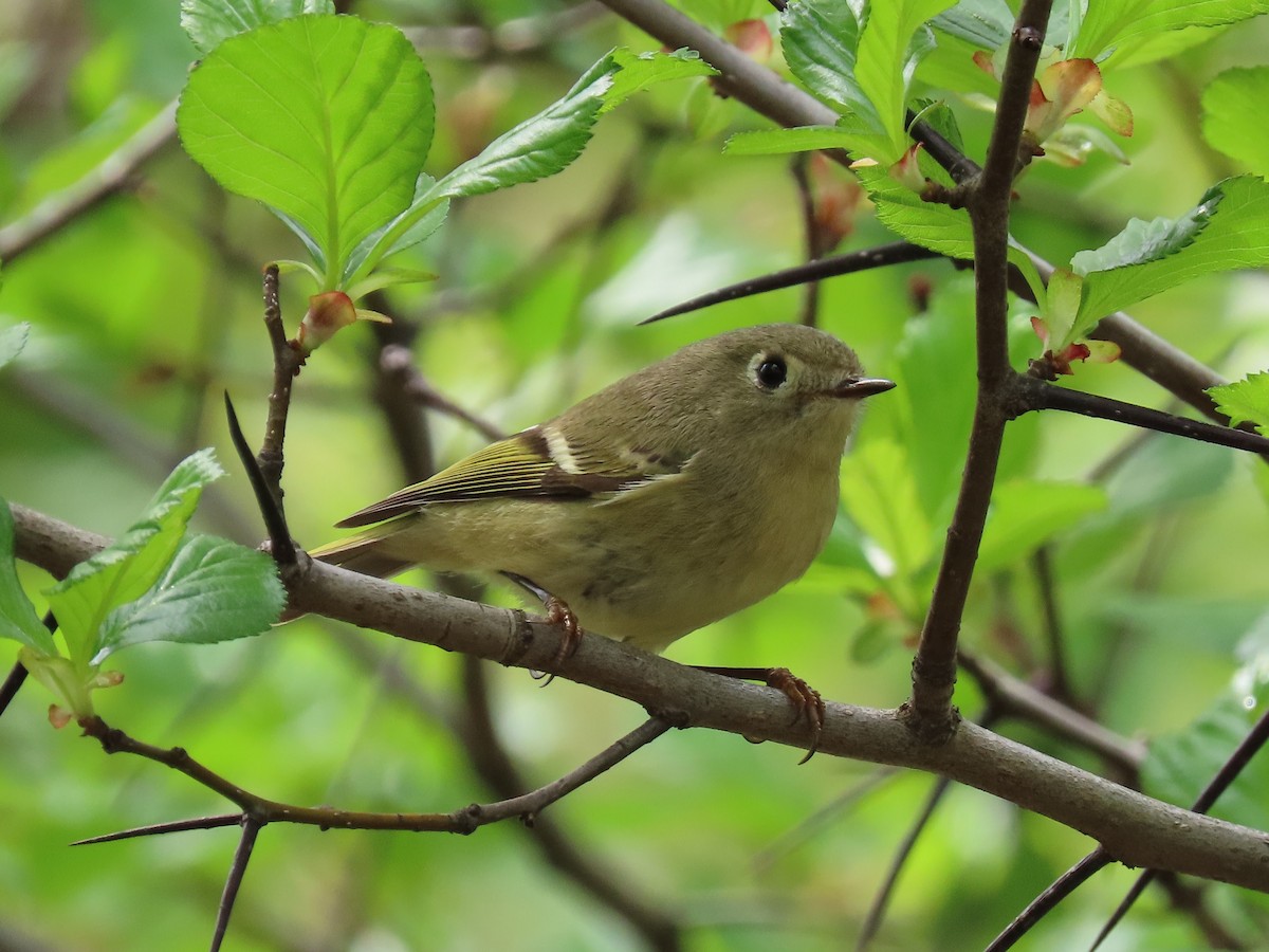 Ruby-crowned Kinglet - April Pufahl