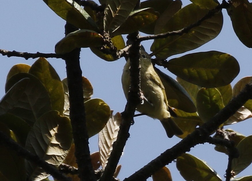 Yellow-browed Tit - Vijaya Lakshmi