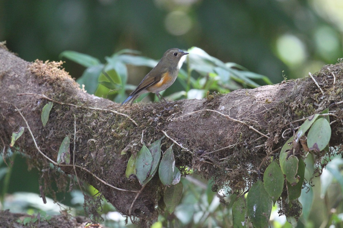 Red-flanked/Himalayan Bluetail - ML231633941