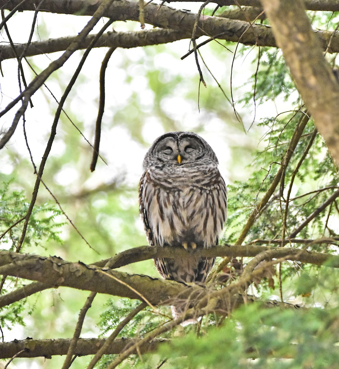 Barred Owl - ML231635141