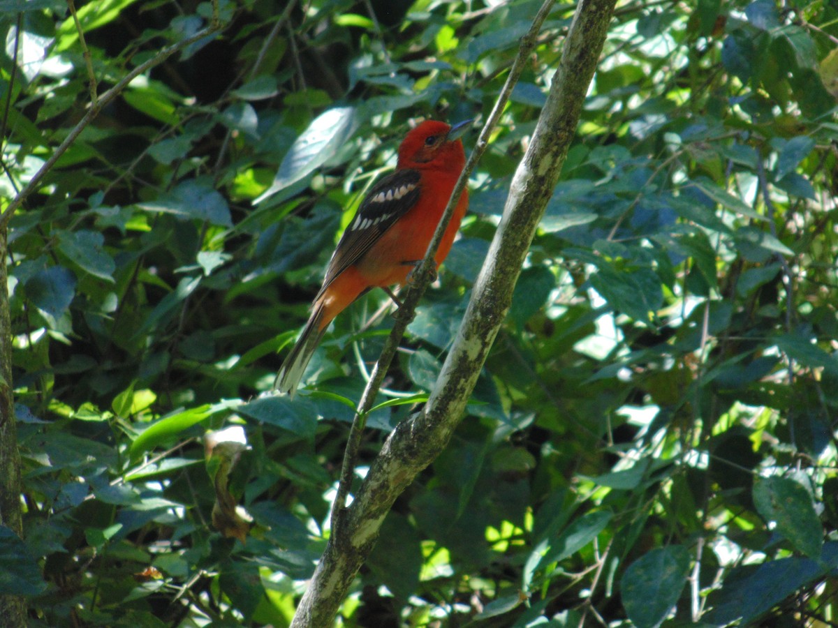 Flame-colored Tanager - ML23163551