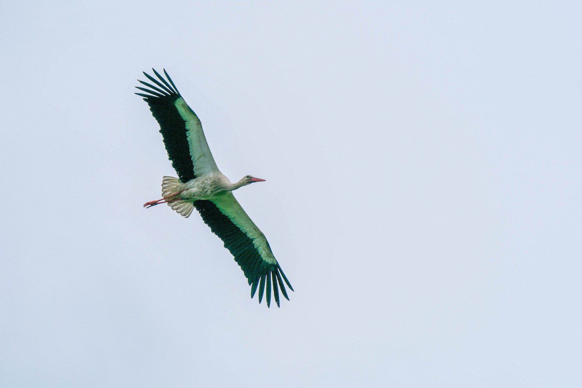 White Stork - ML231636481