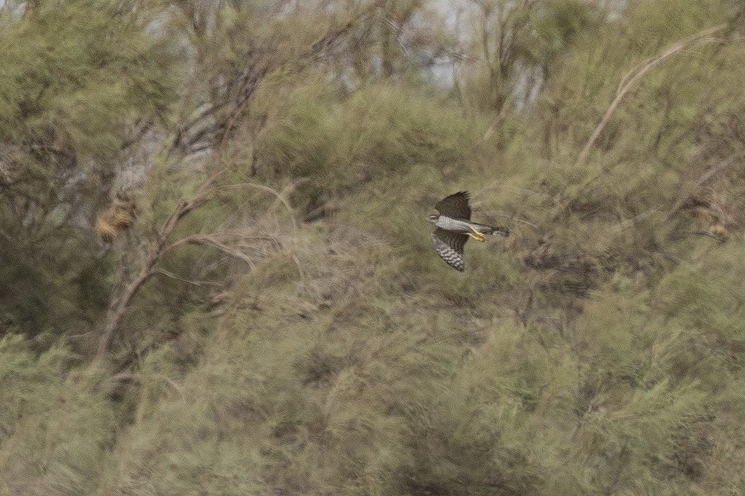 Eurasian Goshawk - ML231636521