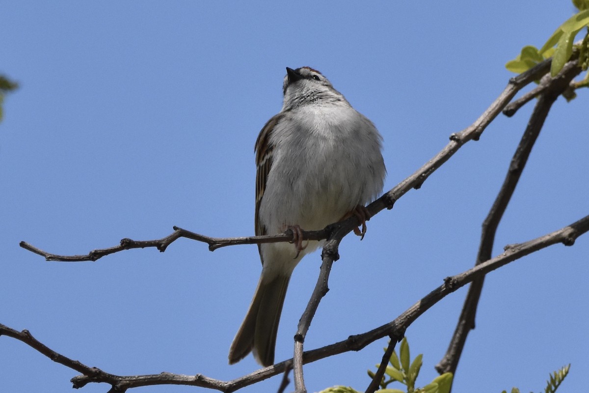 Chipping Sparrow - ML231636531