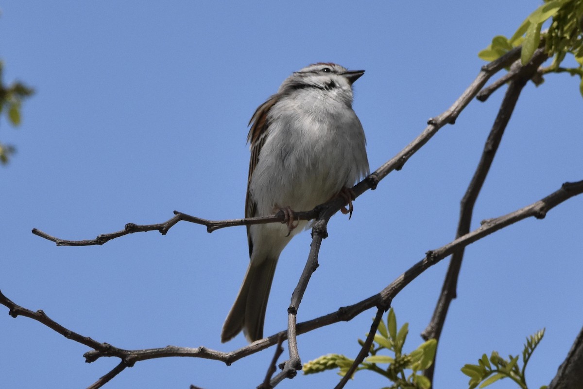 Chipping Sparrow - ML231636541