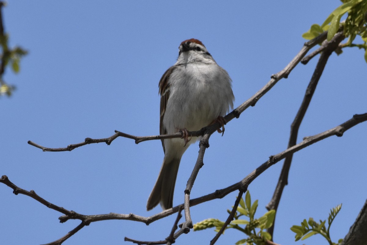 Chipping Sparrow - ML231636551