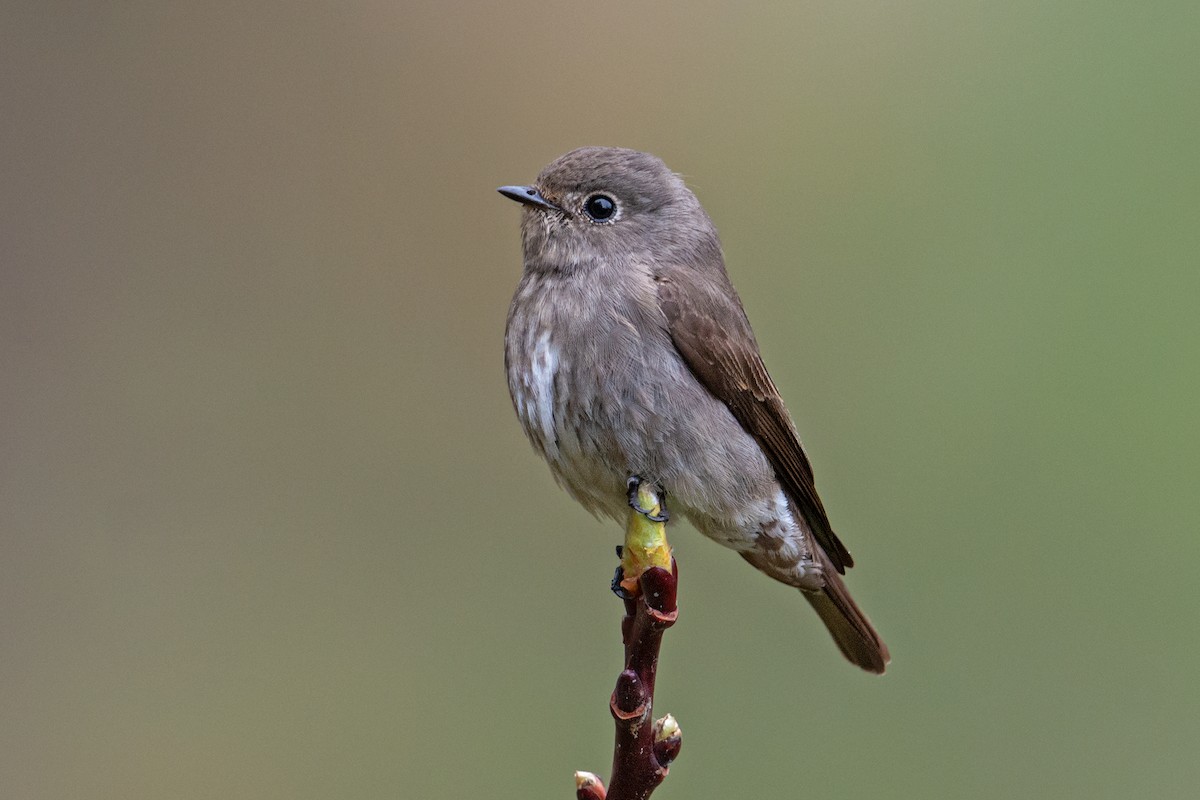 Dark-sided Flycatcher - Aseem Kothiala