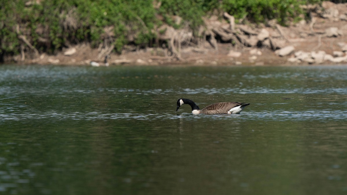 Canada Goose - ML231637211