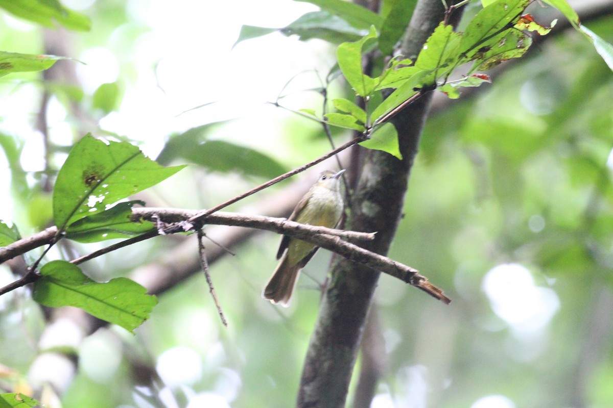 Hairy-backed Bulbul - ML231637551