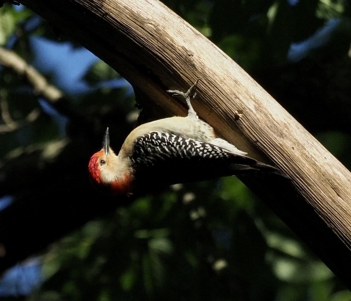 Red-bellied Woodpecker - Bob Foehring