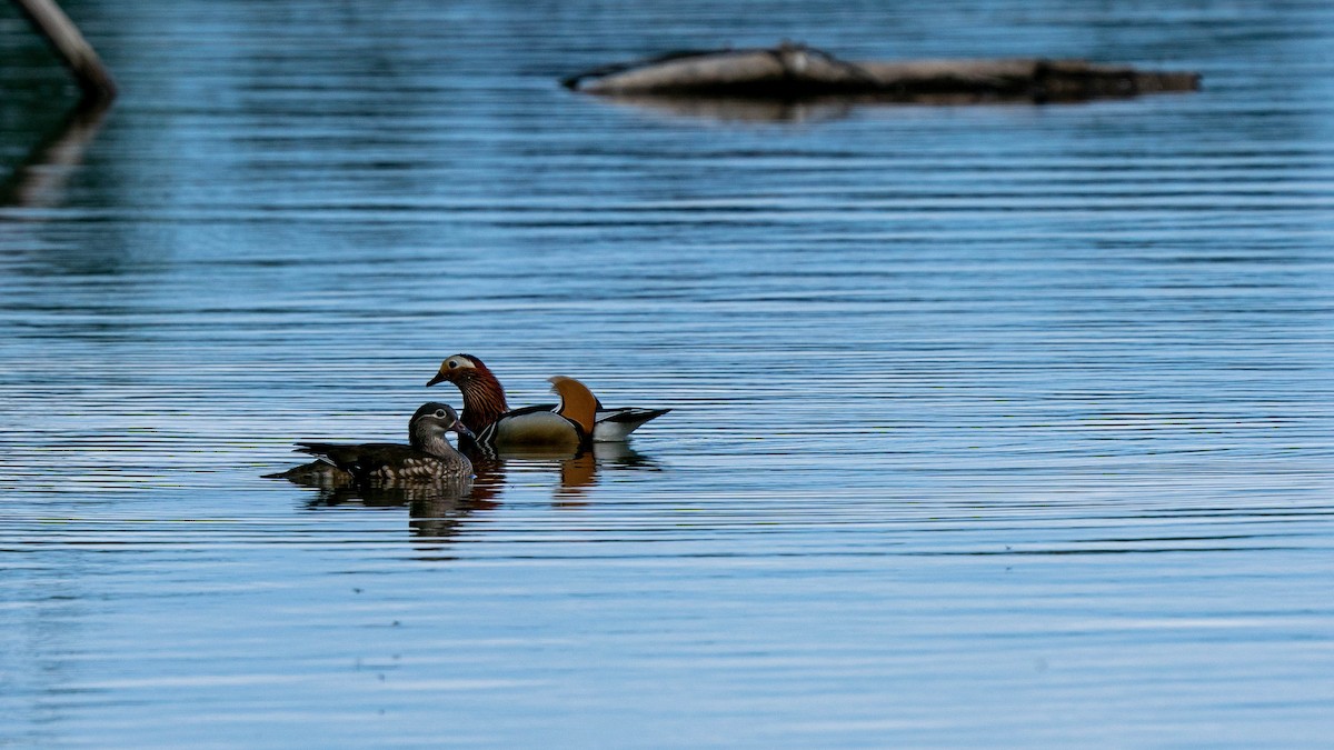 Mandarin Duck - ML231638691