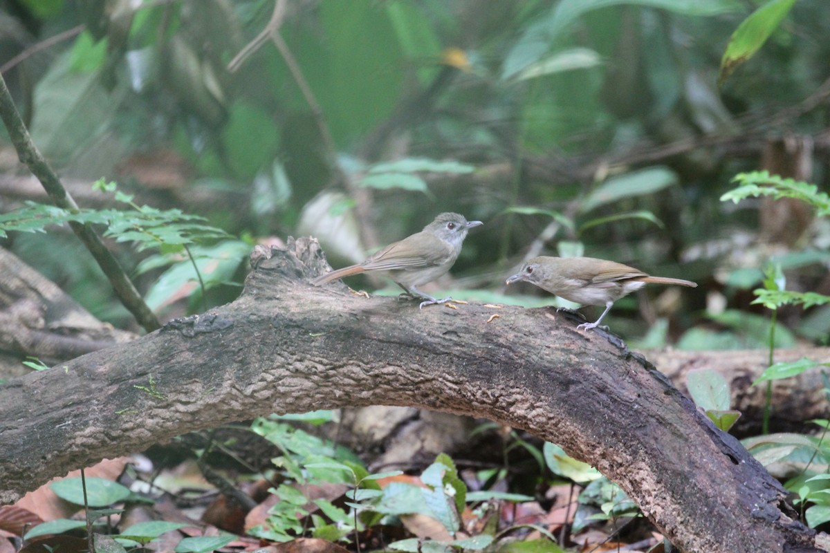 Moustached Babbler - R.D. Wallace