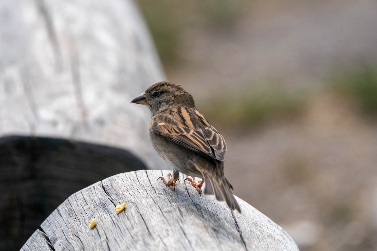 Moineau domestique - ML231638951